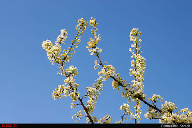 شکوفه های بهاری در همدان