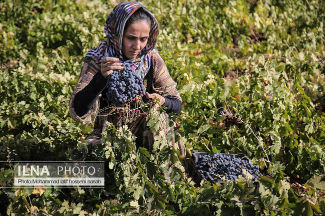 برداشت  انگور سیاه در کردستان 