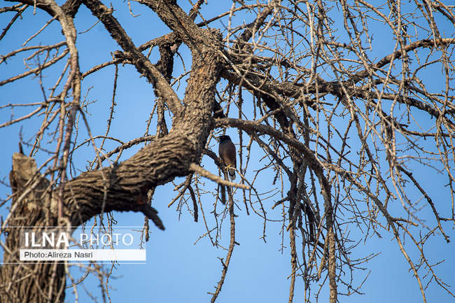 باغستان سنتی؛ میراث کهن مردم قزوین 
