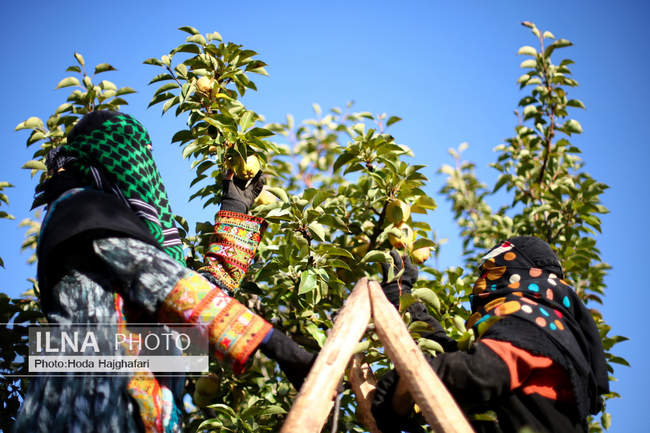 برداشت گلابی از باغات چناران