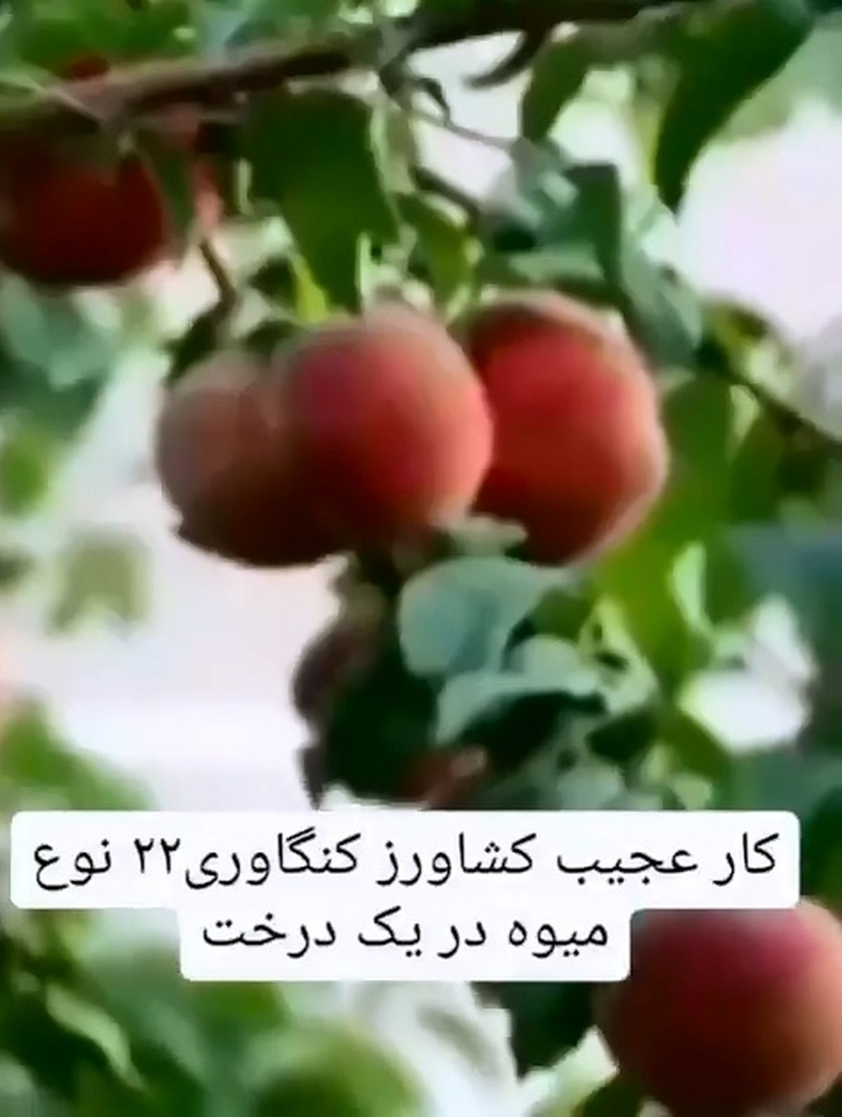 وقتی همه‌ی میوه‌های یه باغ روی یک درخت است! + فیلم
