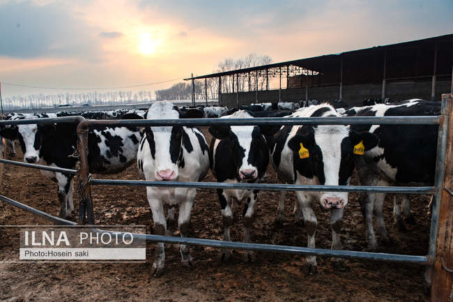 خودکفایی در تولید شیر با تلیسه نمونه