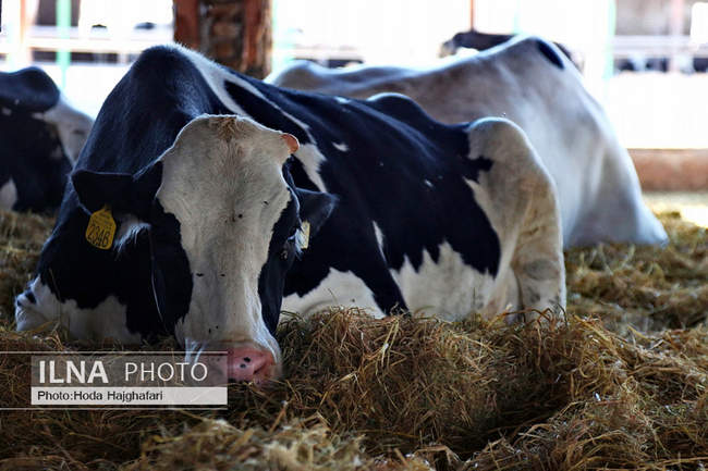 تولید در مسیر پیشرفت مناطق محروم
