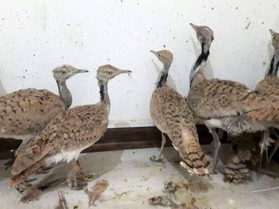 کشف و ضبط 20 قطعه هوبره در زیرکوه