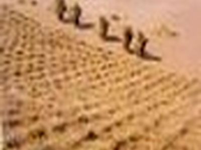 آبیاری پروژه نهالکاری ۸۴ هکتاری آران و بیدگل اجرایی می‌شود