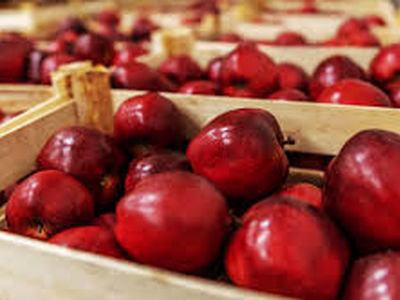۶۴۰ هزار تن سیب در سردخانه های آذربایجان غربی وجود دارد/مشکلی در صادرات سیب وجود ندارد