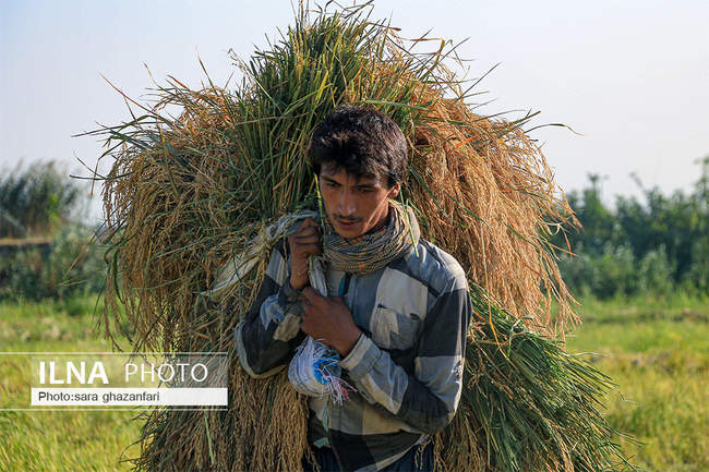 برداشت برنج در مازندران و آتش زدن بقایای آن 