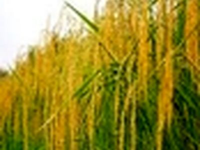 کاهش ۶۰ درصدی پرورش راتون در گیلان