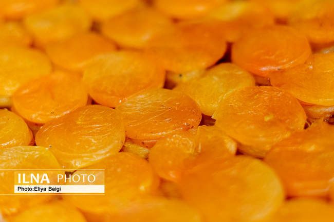 نمایشگاه گل و گیاه و صنایع دستی در قزوین