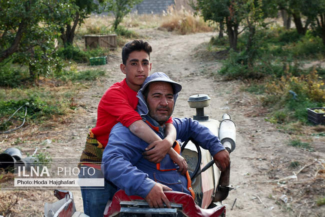 برداشت گلابی از باغات چناران