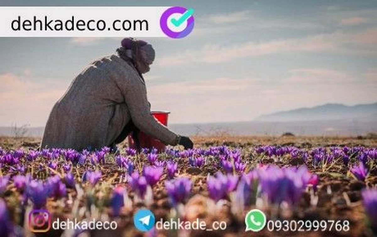 از کاشت تا برداشت زعفران در 7 مرحله