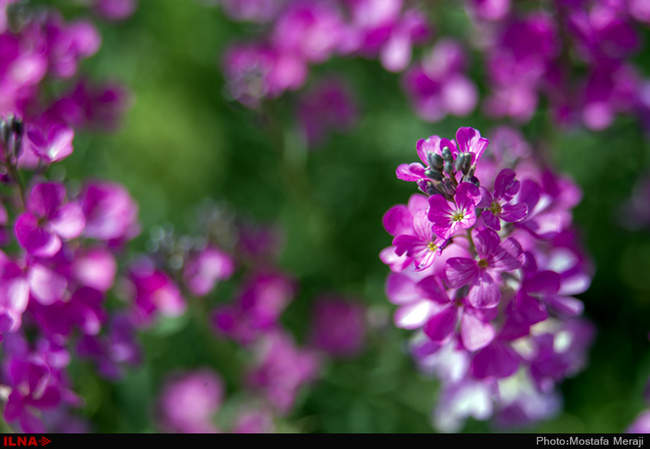 روستای خفر پادنا، پایتخت گیاهان دارویی ایران
