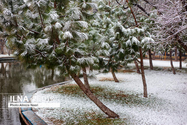 قزوین در آغوش برف به روایت تصویر