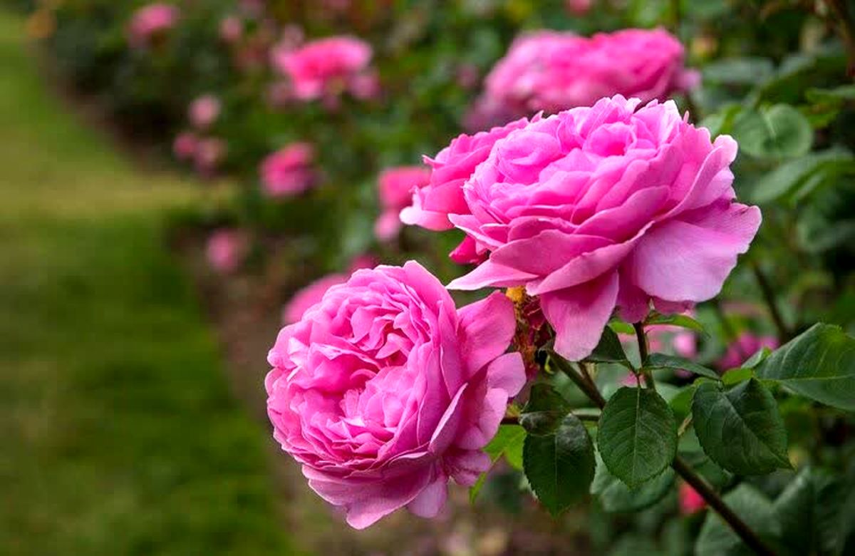 برداشت گل محمدی از گلستان های آذربایجان غربی آغاز شد/پیش بینی استحصال لیش از ۹۰۰ هزار لیتر گلاب در استان
