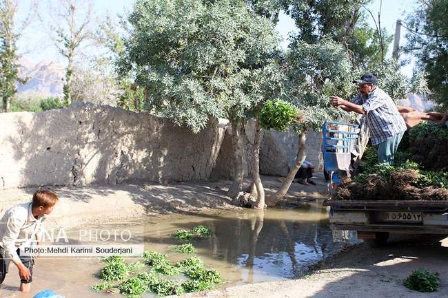 کشت و کار در بیشه ناژوان اصفهان