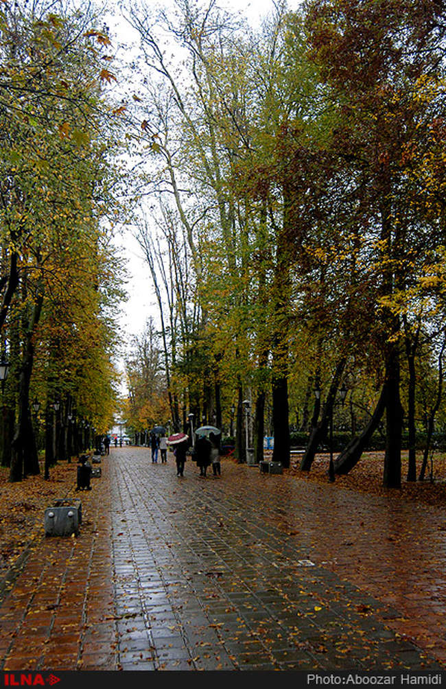 بارش باران در رشت