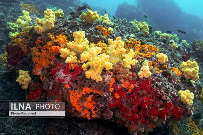 بهشت مرجانی در اعماق دریای عمان
