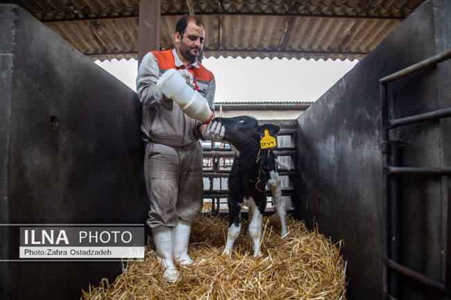 بزرگترین واحد پرورش گاو شیری شمال کشور
