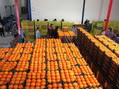 ارائه طرح ذخایر احتیاطی تنظیم بازار تا پایان فروردین / هیچ فسادی در عرضه میوه شب عید نداشتیم