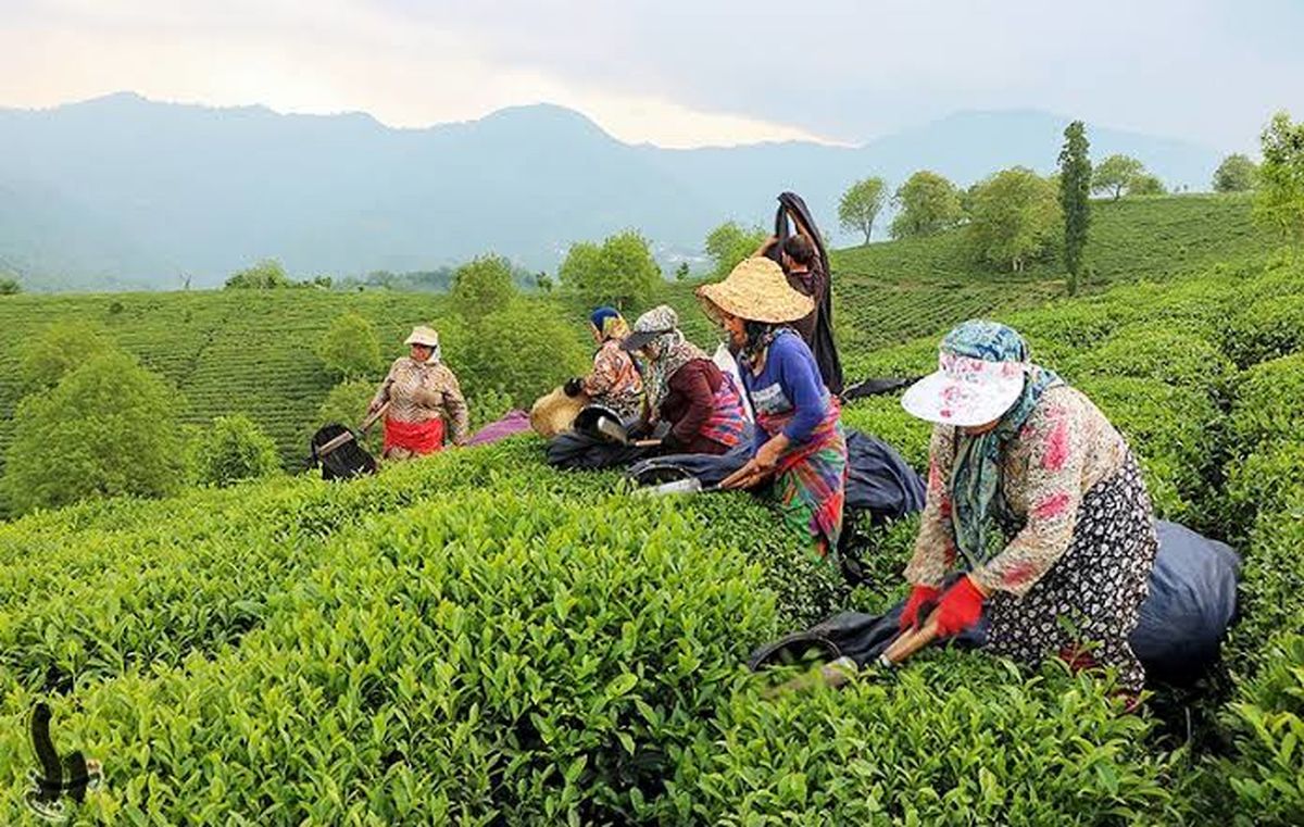 خرید ۴ هزار تُن برگ سبز چای از بهره‌برداران شمال کشور /کیفیت چای امسال بالاتر است