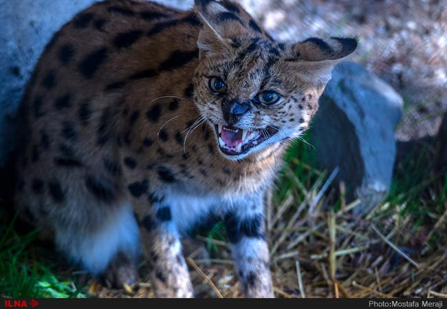 باغ وحش تفلیس از دریچه دوربین