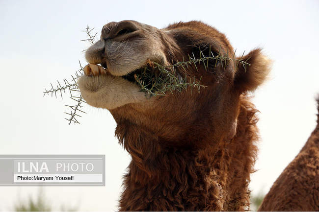 دستاوردهای کشاورزی و دامپروری بخش ایلخچی