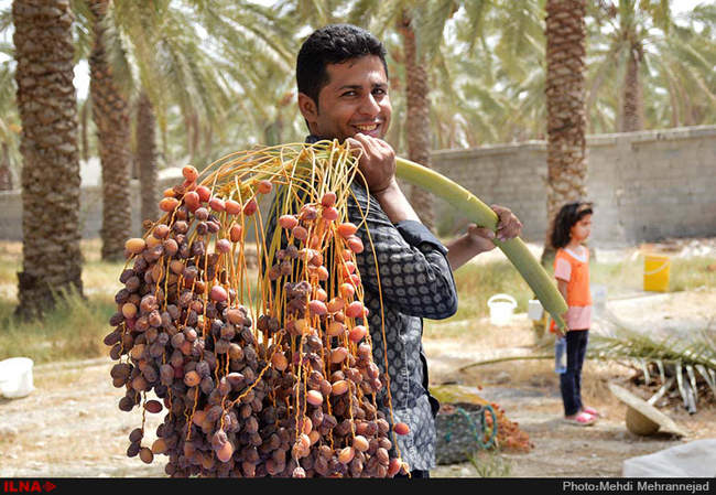 برداشت خرما از نخلستان های جم