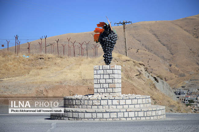 برداشت انور طلای سیاه در کردستان روستای پایگلان 