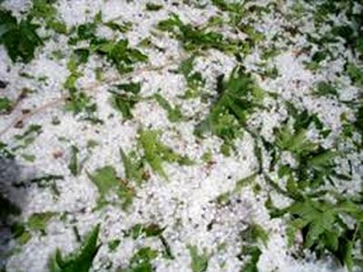  خسارت ۱۸۷میلیارد تومانی تگرگ به کشاورزان ارومیه