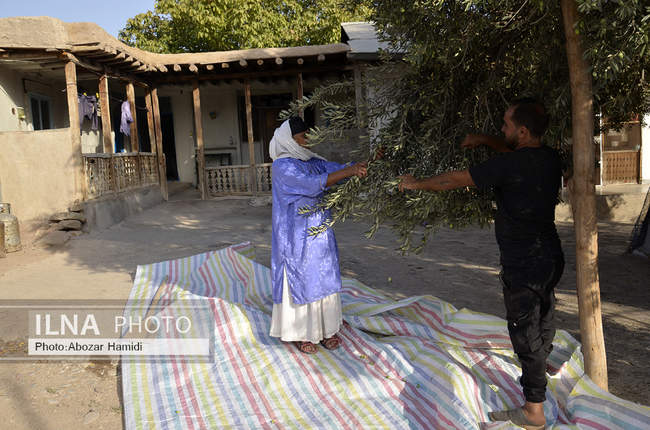 برداشت زیتون در رودبار گیلان