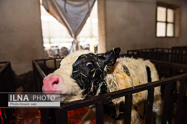 خودکفایی در تولید شیر با تلیسه نمونه