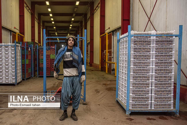 کار و امید، قصه زنان باغ کیوی