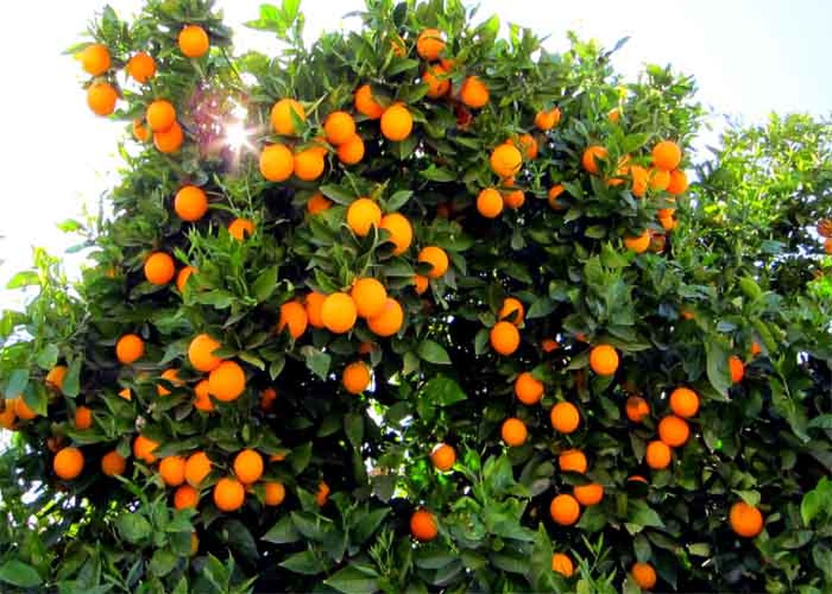 شرایط خاک و آب وهوا برای رشد درختان مرکبات