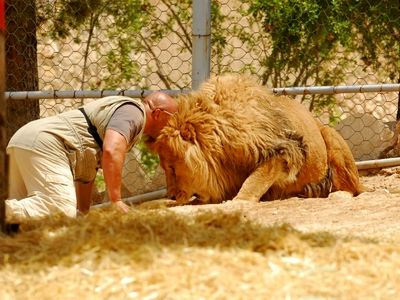 گیر کردن دوربین تصویربردار ایرانی در دهان شیر وحشی+ عکس