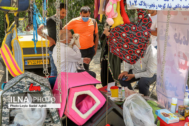جمعه بازار سگ‌ها در وضعیت قرمز کرونایی تهران
