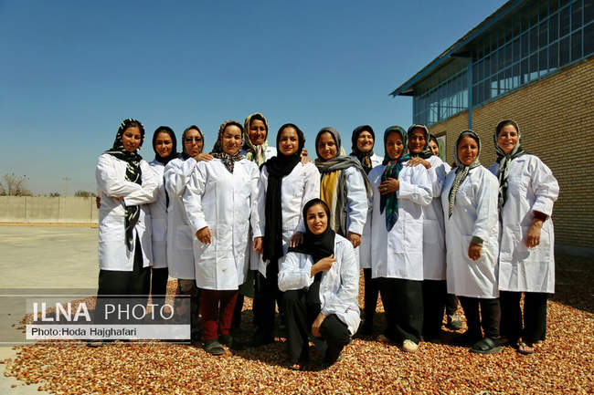 برداشت پسته از باغات نیشابور