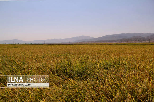 کشت برنج در دشت های ممنوعه فارس و کم آب شدن سد درودزن ومنطقه بهشت گمشد