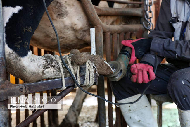 تولید در مسیر پیشرفت مناطق محروم
