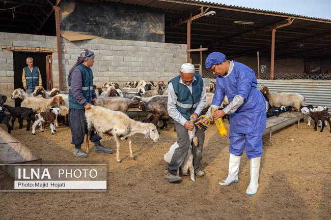 مزرعه دامپروری چپرقویمه، در مسیر محرومیت زدایی