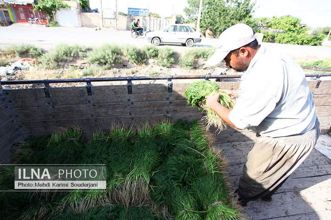 کشت و کار در بیشه ناژوان اصفهان