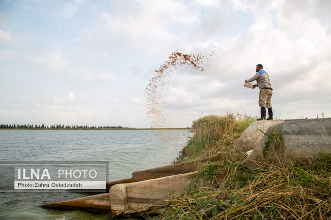 بزرگترین واحد پرورش گاو شیری شمال کشور