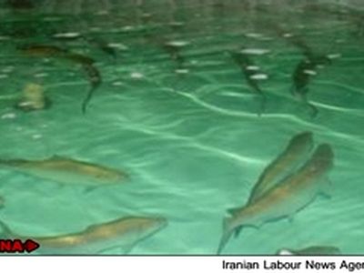 عدم نظارت گستره فعالیت دلالان را وسیع کرده است