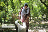 برداشت گردو در روستای پایگلان کردستان