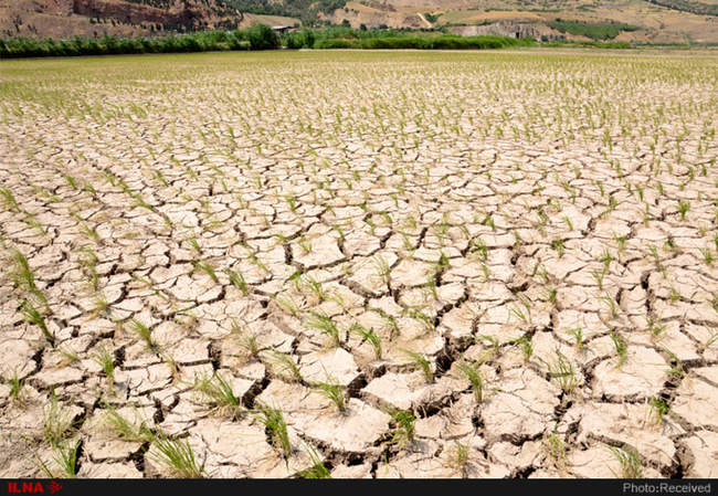 آتش بی‌آبی در شالیزاران رستم آباد -  گیلان