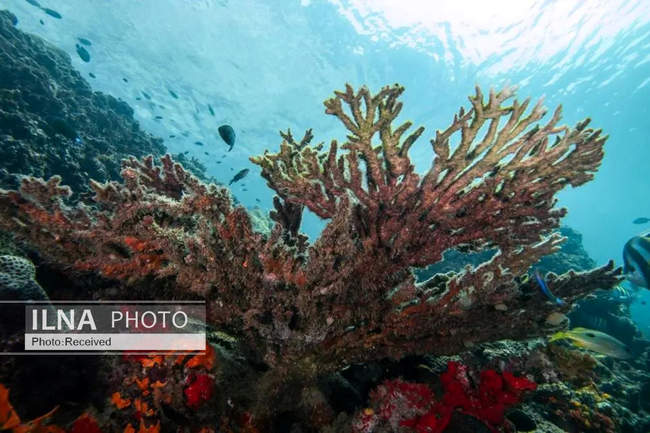 بهشت مرجانی در اعماق دریای عمان 