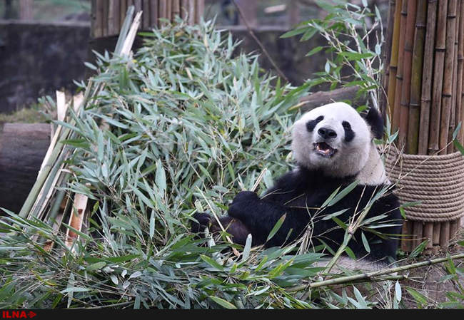 خانه سالمندان برای پانداهای پیر در استان سیچوآن کشور چین