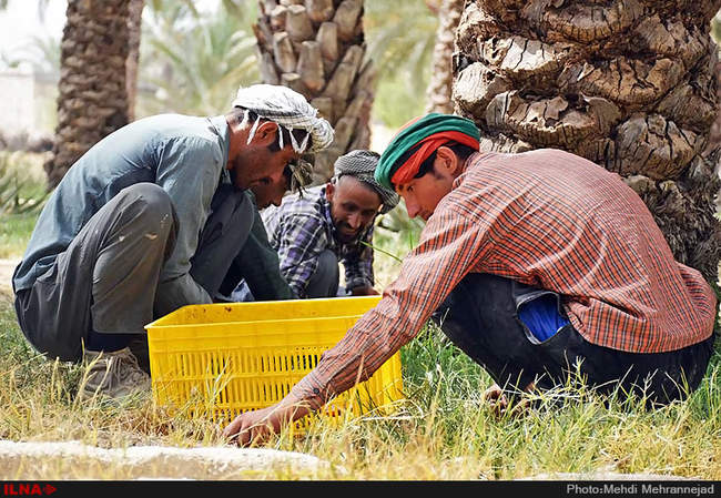 برداشت خرما از نخلستان های جم