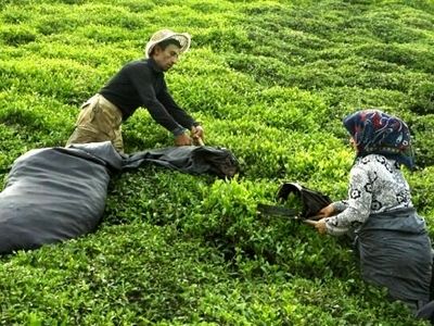 پرداخت ۵۰ درصدی مطالبات چایکاران شمال کشور