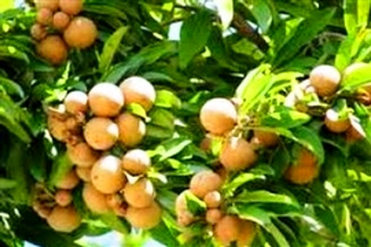 روند توسعه باغات مناطق گرمسیری استان کرمانشاه بررسی شد