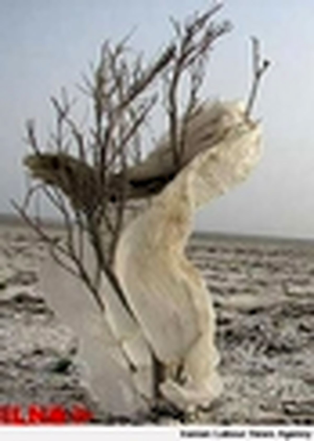 زندگی به تالاب هامون بر خواهد گشت